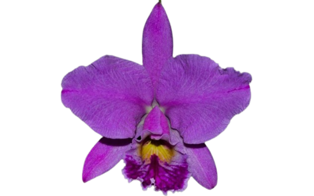 Arquivos Orqu Dea Cattleya Labiata Cooperorchids Orquid Rio