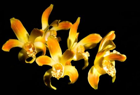 Chysis tricostata - Cooperorchids Orquidário