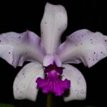 Cattleya amethystoglosa clara R$ 34,00 em condições de florescer em sua respectiva estação