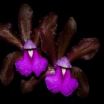 Cattleya bicolor R$ 34,00 em condições de florescer em 2 anos