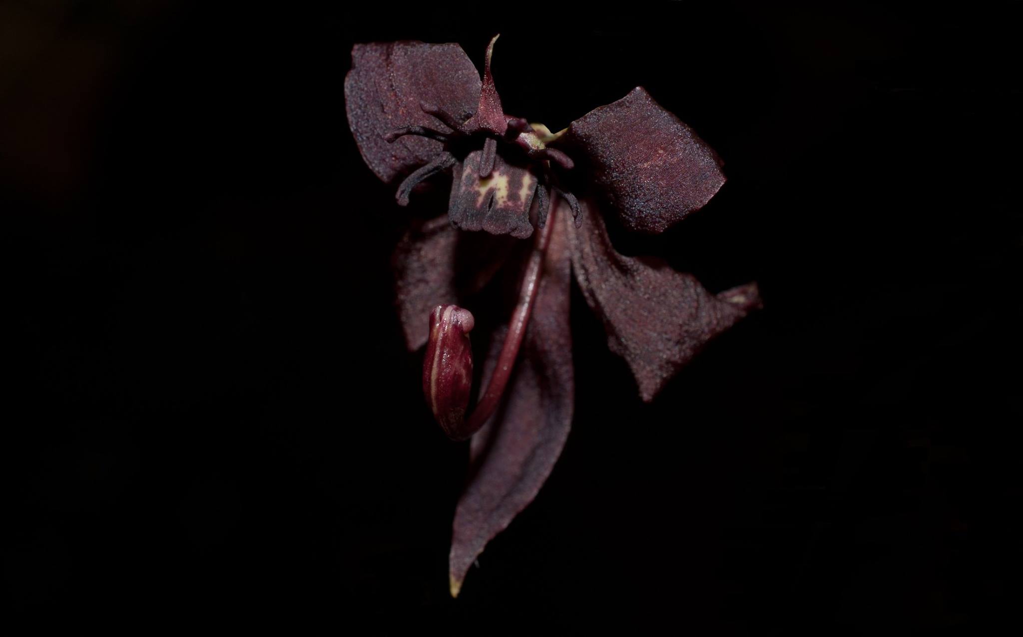 Cycnoches egertonianum red R$ 34,00 em condições de florescer entre 1-2 anos