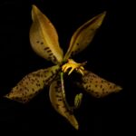 Cycnoches ( lehmannii x pentadactyllum ) R$ 26,00 em condições de florescer em 1-2 anos