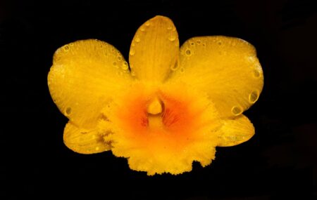 Dendrobium chrysotoxum - Cooperorchids Orquidário