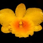 Dendrobium chrysotoxum R$ 34,00 em condições de florescer em 2 anos