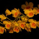 Dendrobium chrysotoxum R$ 34,00 em condições de florescer em 2 anos.