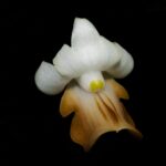 Dendrobium ellipsophyllum R$ 42,00 em condições de florescer em sua respectiva estação