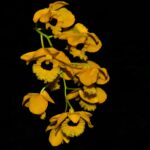 Dendrobium fimbriatum variação oculatum R$ 42,00 em condições de florescer em sua respectiva estação,