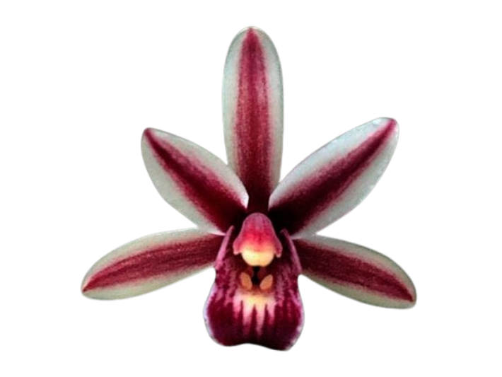 cymbidium_aloifolium_01-removebg-preview_resized