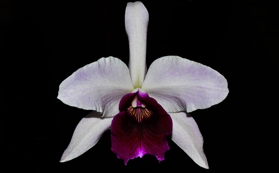 Laelia purpurata roxo bispo x striata - Cooperorchids Orquidário