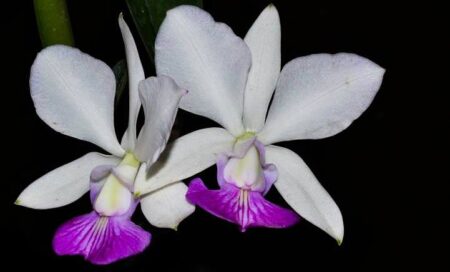 Cattleya walkeriana semi alba sano x aquini gloriosa - Cooperorchids  Orquidário