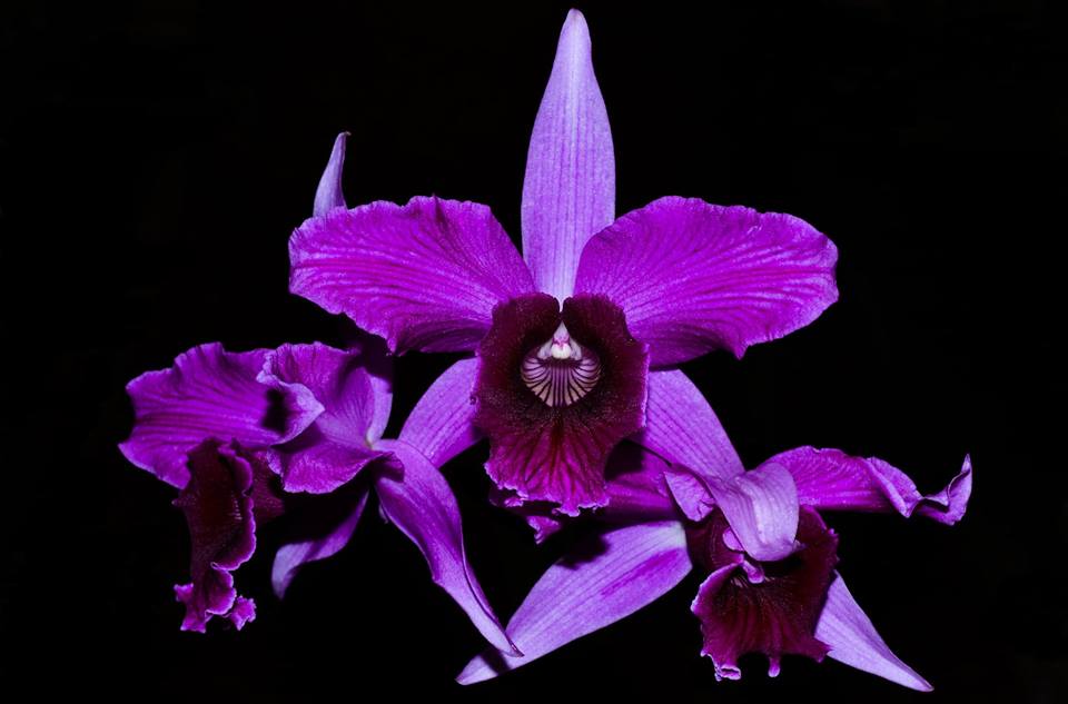 Laelia purpurata sanguinea x striata - Cooperorchids Orquidário
