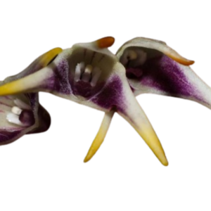 Masdevallia wendlandiana