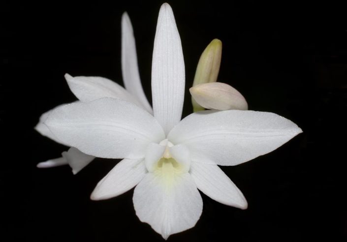 Laelia rubescens alba Cooperorchids Orquidário