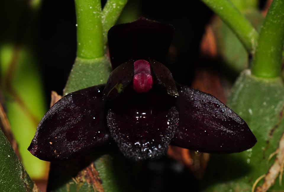 Maxillaria schukeana ( orquídea negra ) - Cooperorchids Orquidário