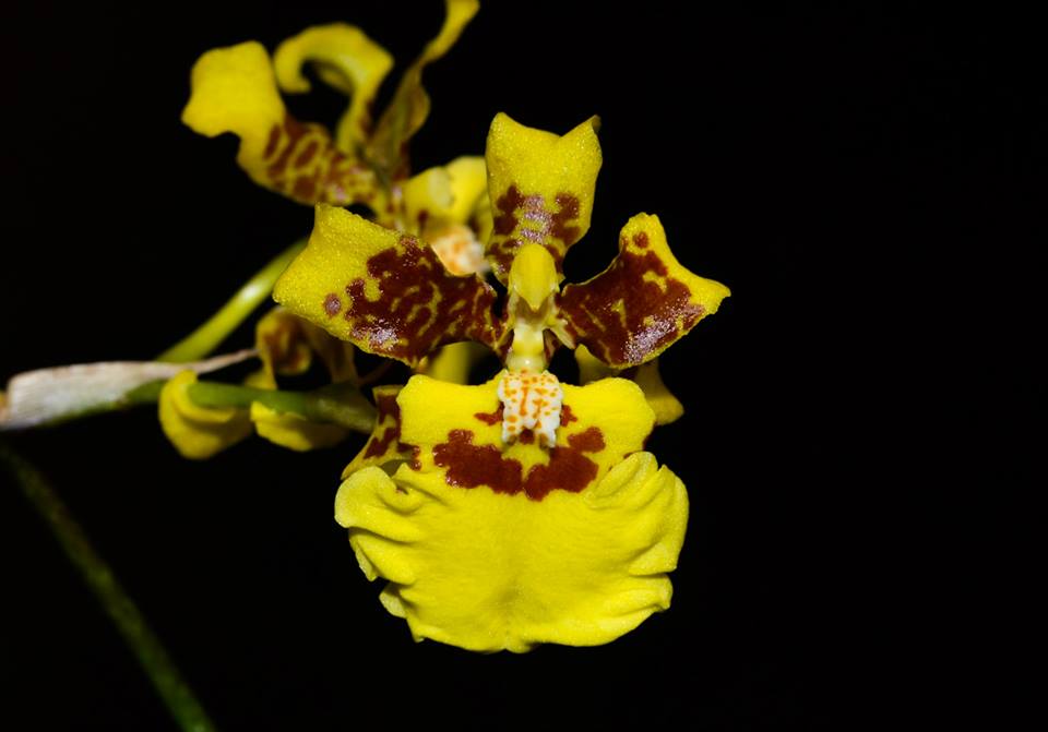 Oncidium sphacelatum - Cooperorchids Orquidário