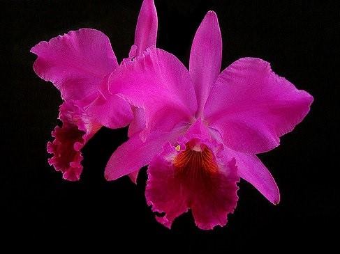 Cattleya labiata rubra x rubra - Cooperorchids Orquidário