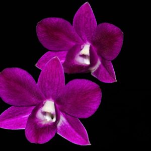 Denphal rubra