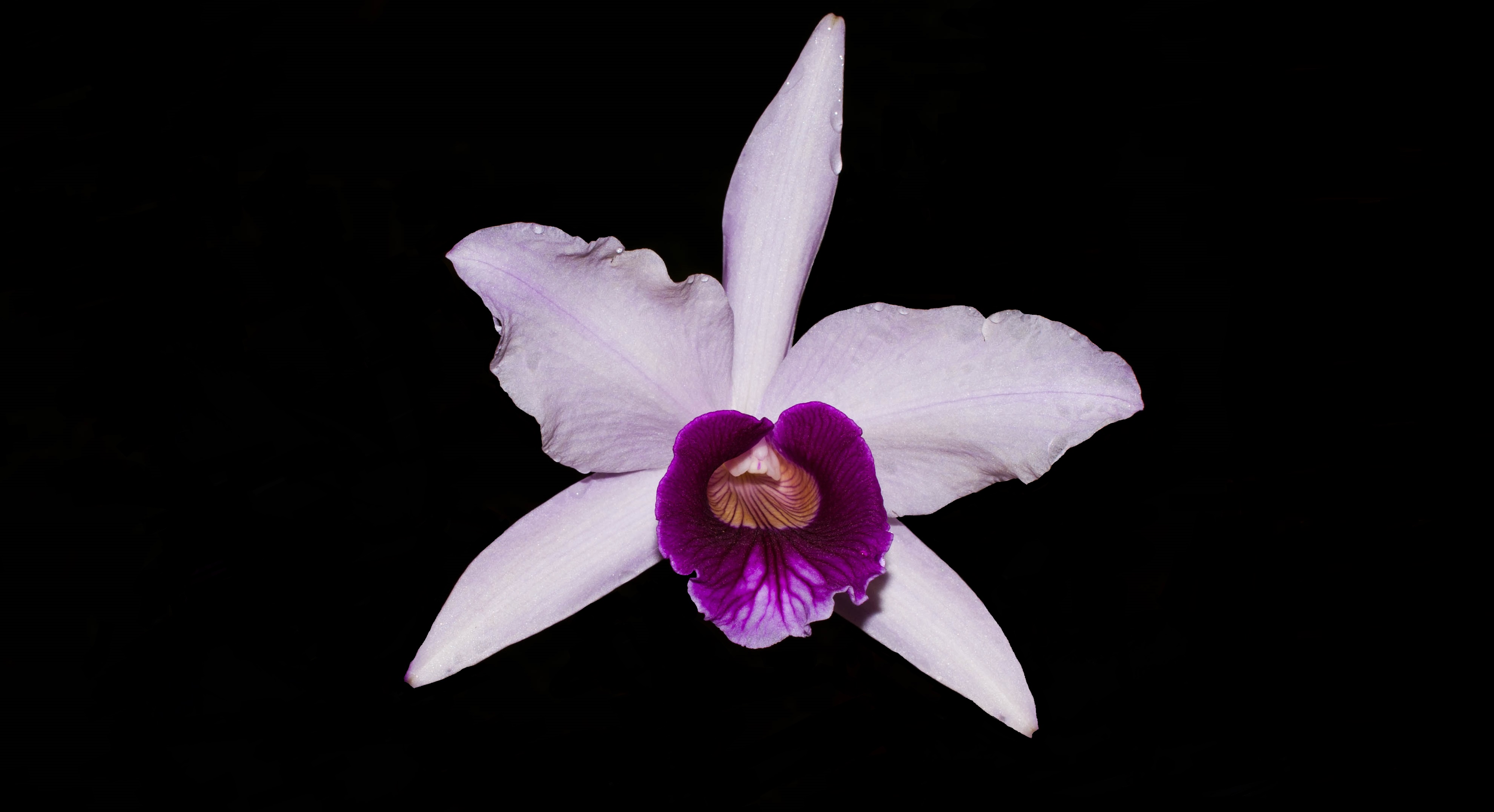 Laelia Purpurata BV X Ana Clara | Cooperorchids Orquidário