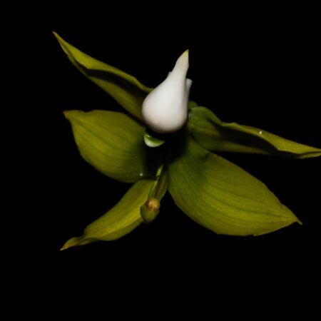Arquivos Orquídea Cycnoches - Cooperorchids Orquidário