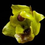 Maxillaria_ferdinandiana
