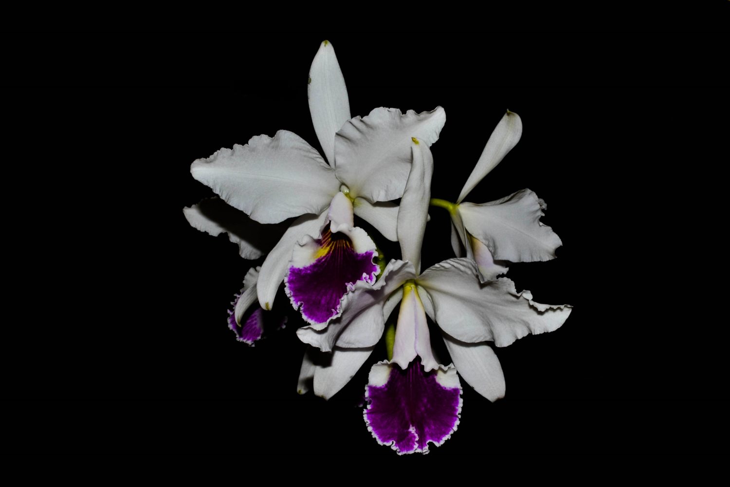 Cattleya Labiata Semi Alba Cooperorchids Orquidário