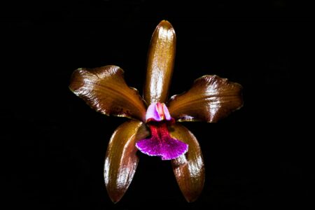 Cattleya granulosa vermelha x flamea - Cooperorchids Orquidário