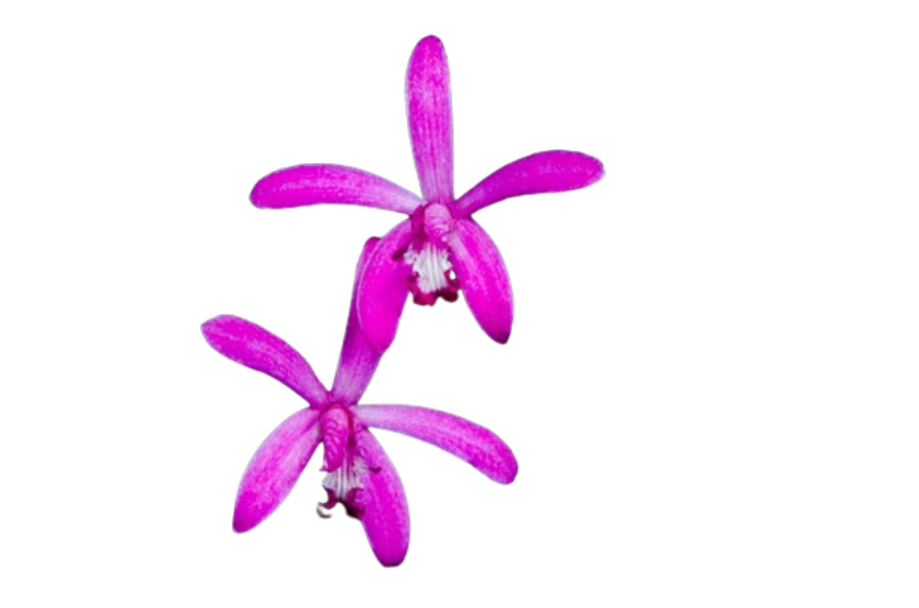 Laelia-pfisteri-Christa-HCC-78pts-r800-removebg-preview_resized