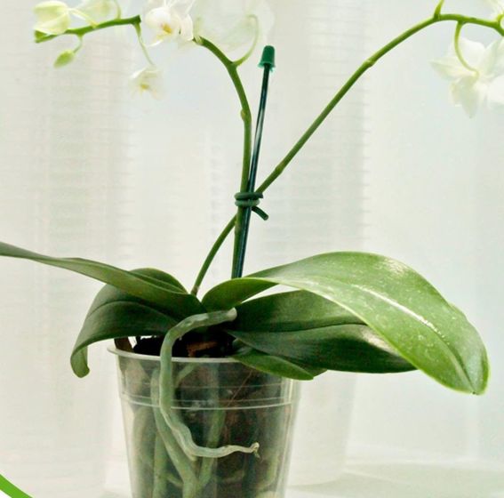 pote_orquidea_produtor1