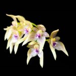 Bulbophyllum gutulatum-2