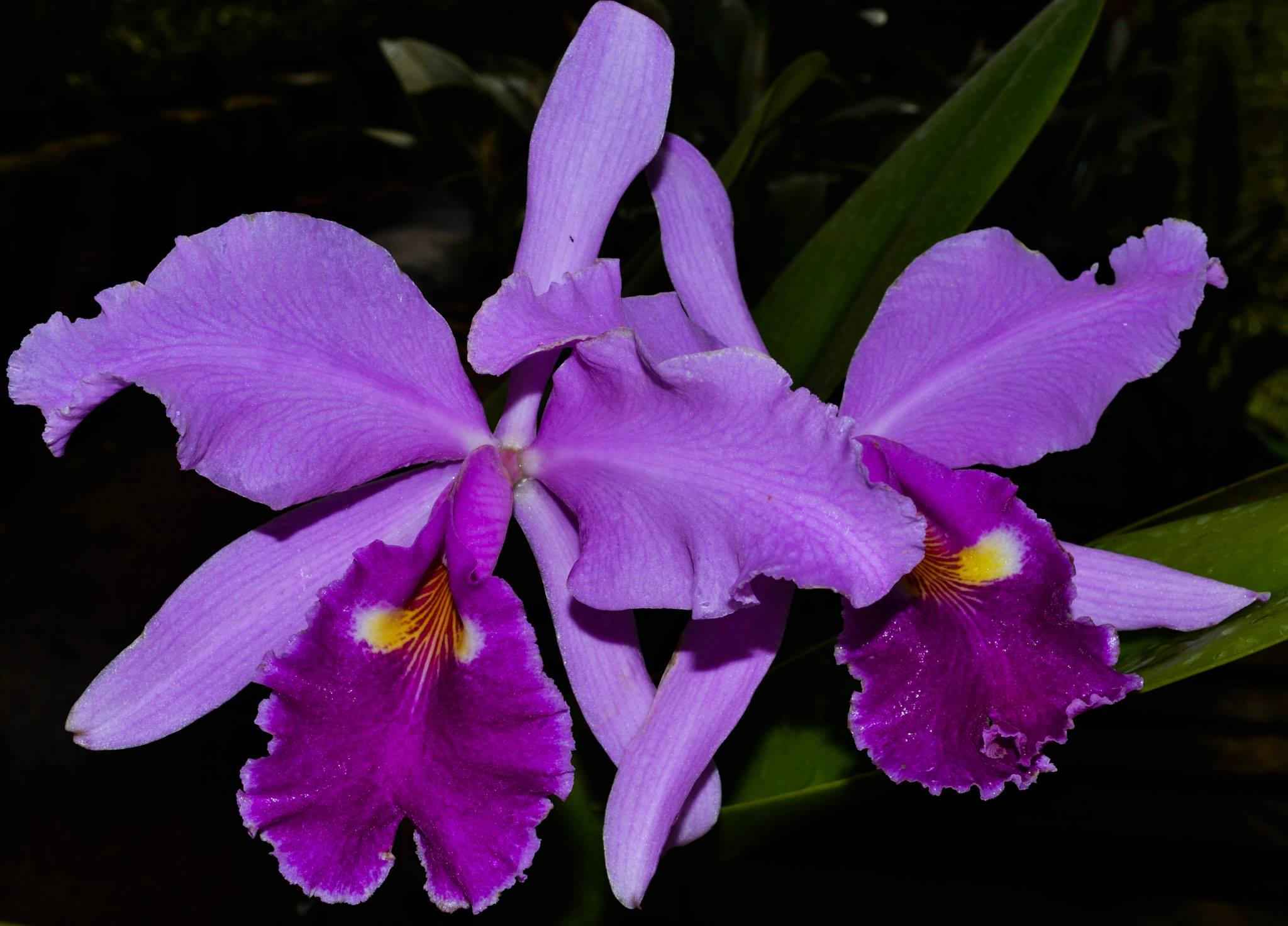 Cattleya warscewiczii - Cooperorchids Orquidário