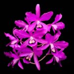 Orquídea-Cattleya-Bowringiana