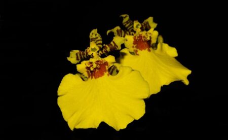 Oncidium Aloha iwanaga - Cooperorchids Orquidário
