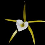 orquidea-brassavola-fragrans-D_NQ_NP_294405-MLB20851944070_082016-F