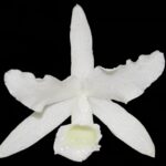 Cattleya bowringiana alba cr800