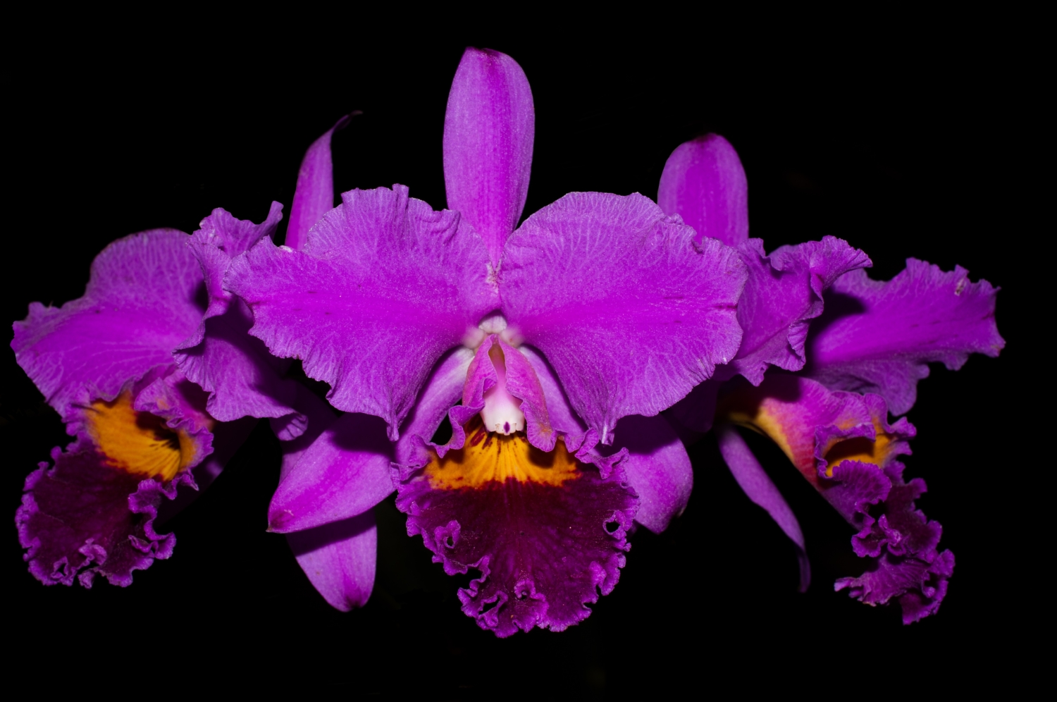 Cattleya labiata | Cooperorchids Orquidário