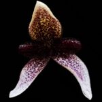 muda-de-orquidea-bulbophyllum-elassoglossum-D_NQ_NP_377421-MLB20790017645_062016-F
