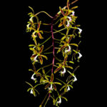 Epidendrum_cristatum