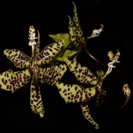 Arquivos Orquídea Cycnoches - Cooperorchids Orquidário