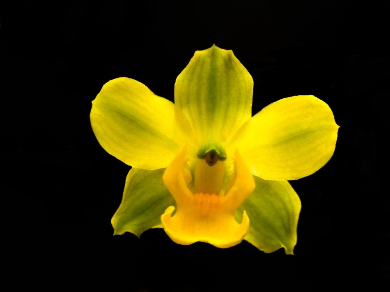 Cyrtopodium poliphyllum - Cooperorchids Orquidário