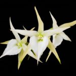 Angraecum Veitchii ‘Illertal’  (eburneum x sesquipedale)