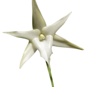 Angraecum sesquipedale