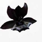 orquidea-negra-monnierara-millennium-magic-witchcraft-D_NQ_NP_779887-MLB31499610570_072019-F