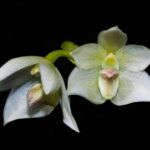 Bulbophyllum-santosii-1