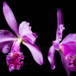 [Brazil] Cattleya warneri T.Moore ex R.Warner, Select Orchid. Pl
