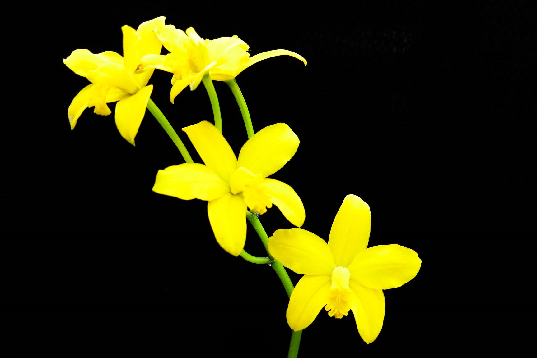 Laelia briegeri - Cooperorchids Orquidário