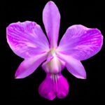 orquidea-cattleya-walkeriana-flamea-d-terezinha-meristema-D_NQ_NP_422201-MLB20291311226_042015-F