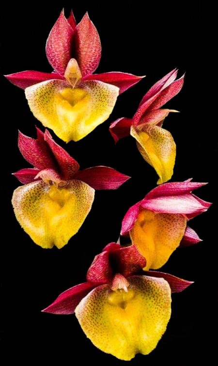 Catasetum pileatum x spitzii vermelho - Cooperorchids Orquidário