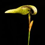 Bulbophyllum arfakianum ‘Green’, 01 (ID) 2010-709896
