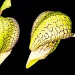 orquidea-rara-bulbophyllum-arfakianum-green-planta-adulta-D_NQ_NP_907274-MLB25668932931_062017-F