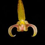 orquideas-bulbophyllum-lobby-planta-adultas-3-pseubulbos-D_NQ_NP_761825-MLB25500285588_042017-F